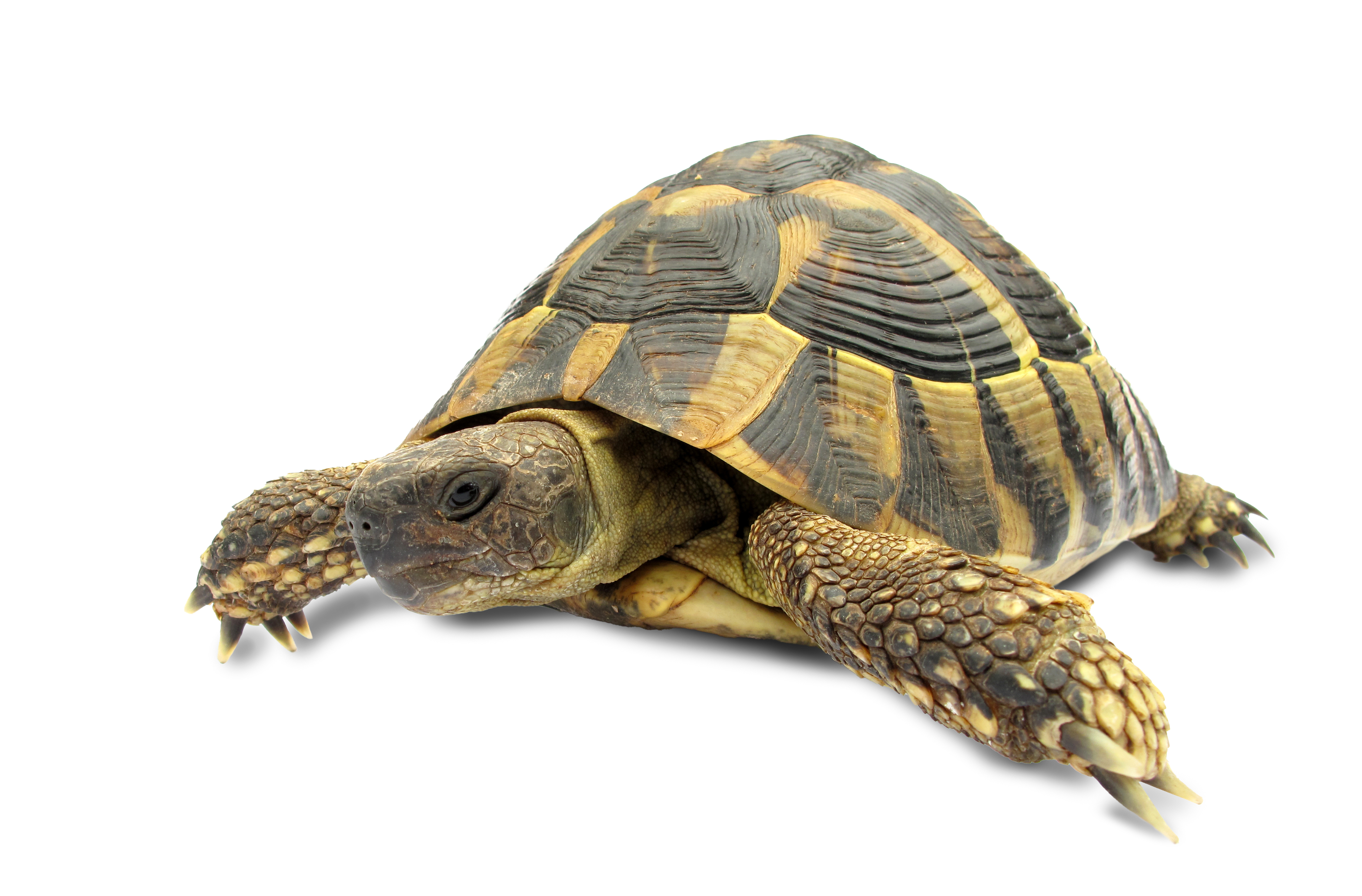 Skildpadde