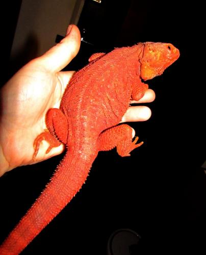 pogona-red-male-–-kopie