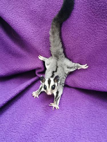sugarglider1-scaled-1